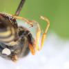 Philanthus coronatus